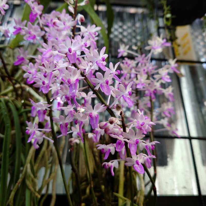 【夏のSALE】着生ラン　セイデンファデニア　ミトラタ　板付 夏の 着生ラン セイデンファデニア ミトラタ 花芽付き 板付