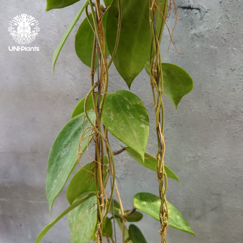 レア　ホヤ　Hoya latifolia ' Queen'サクララン レア ホヤ Hoya latifolia 'Snow Queen'サクララン