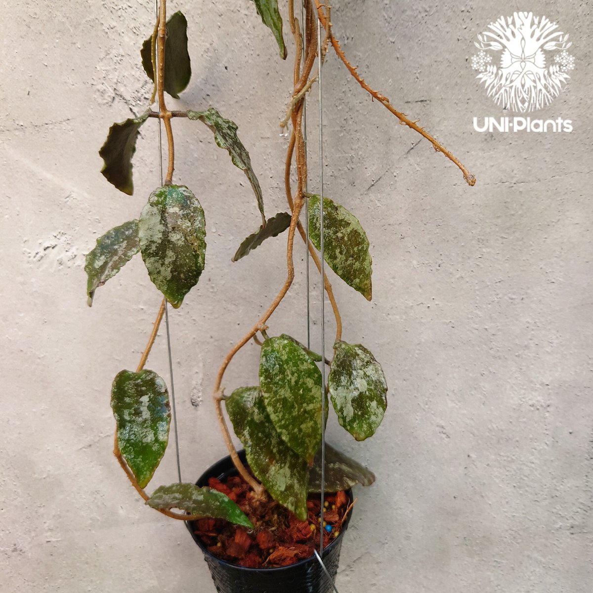 Hoya Caudata gold ホヤ カウダータ ゴールド ホヤ植物 珍奇 Hoya Caudata gold ホヤ カウダータ ゴールド ホヤ植物 珍奇
