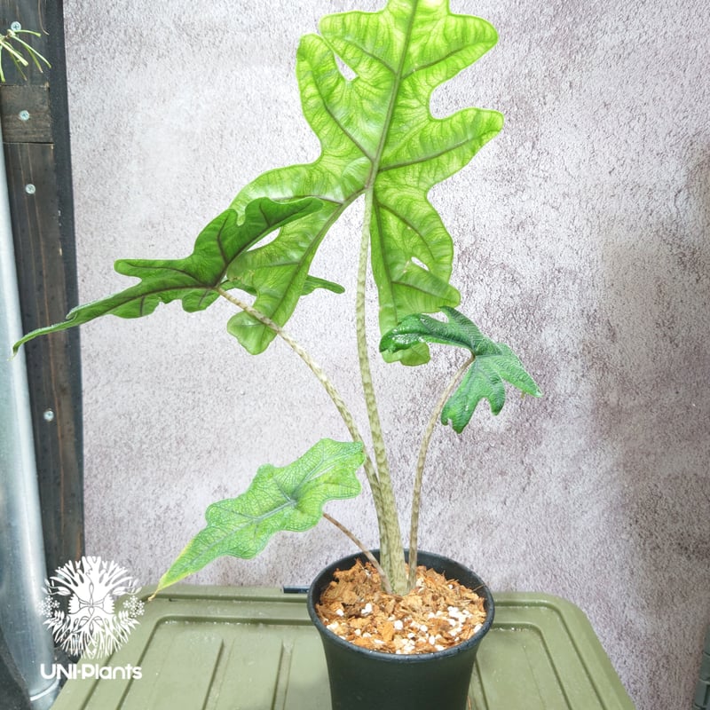 Alocasia jacklyn アロカシア ジャクリン アロカシアジャックリ 観葉