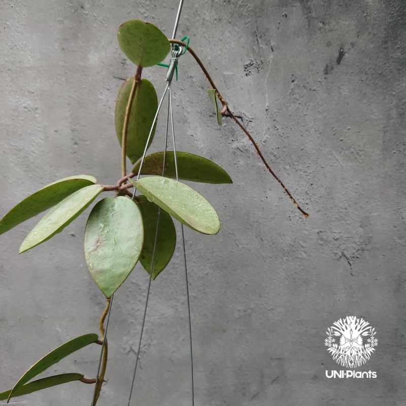 Hoya Silver dollar ホヤ シルバー ダラー ホヤ 希少 ホヤ植物