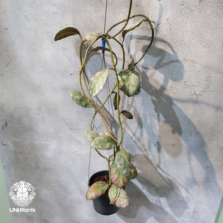 【タイ直輸入・希少】Hoya Waymaniae cloudy sky｜ホヤ ウェイマニアエ クラウディスカイ｜希少種｜ホヤ植物｜つる性植物
