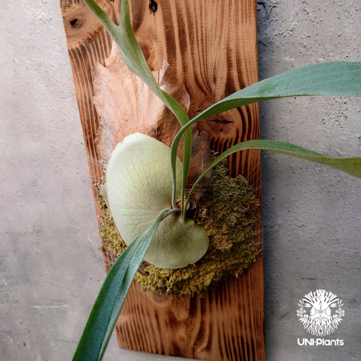 ビカクシダ　dk9 Platycerium Blue vista ビカクシダブルービスタ ビカクシダウィ