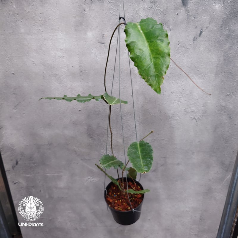 タイ直輸入・希少】Hoya versteegii｜珍品・着生植物・つる性植物