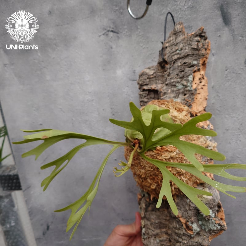 ショウイチ　ビカクシダ　P. ridleyi Pakarang Platycerium ridleyi Pakarang ビカクシダ リドレイ パカラン