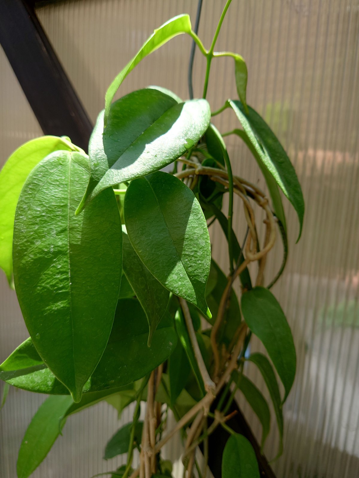 希少! ホヤ ブオティ Hoya buotii ホヤ植物 植物 珍奇植物 珍奇 希少! ホヤ ブオティ Hoya buotii ホヤ植物 植物 珍奇植物 珍奇