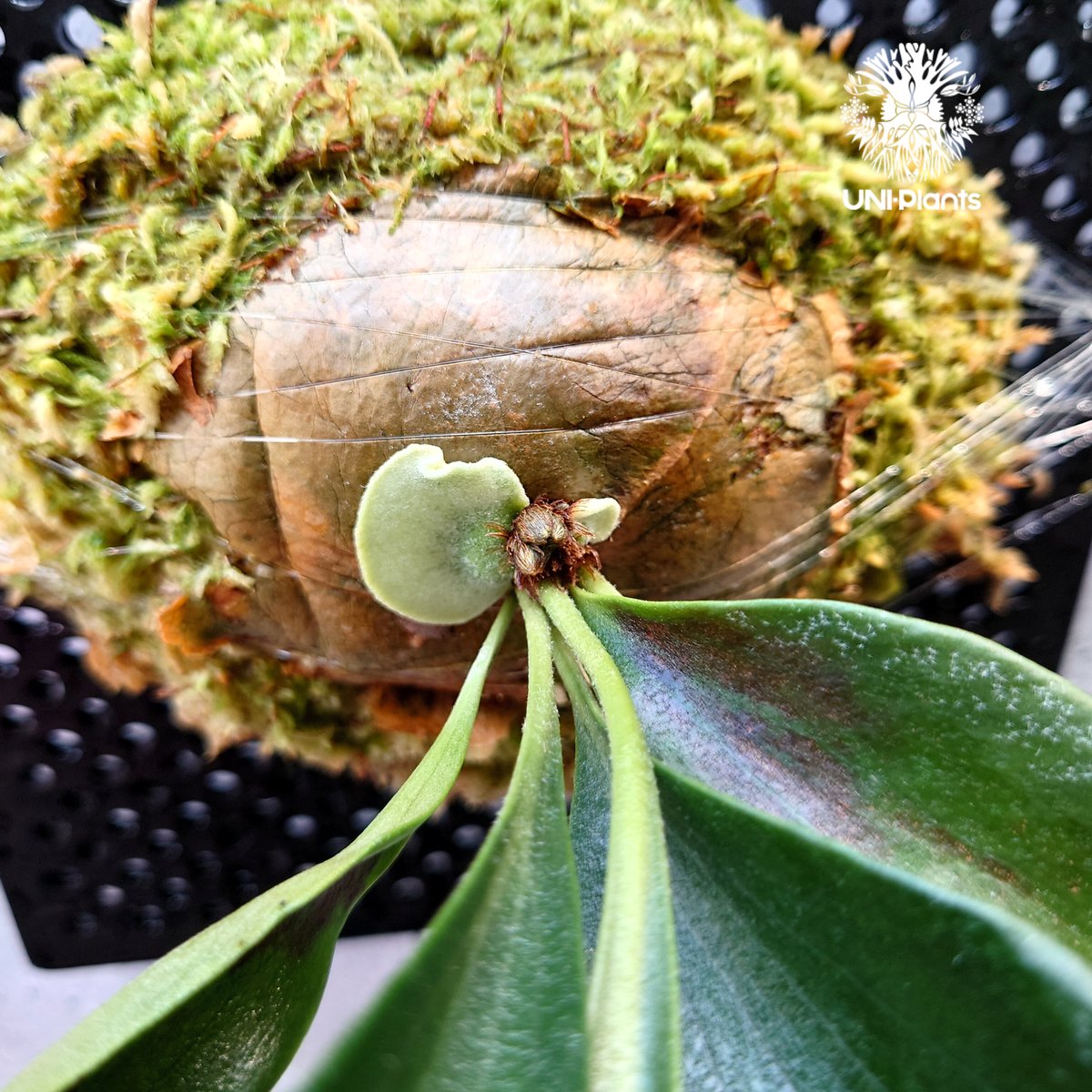 maple4033様大株ビカクシダライディーンコルク付コウモリラン