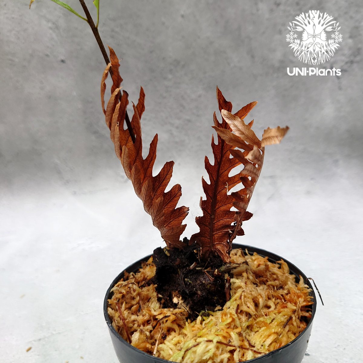 Drynaria rigidula `whitei' ドリナリア·リギデュラ'ホワイティ' 観