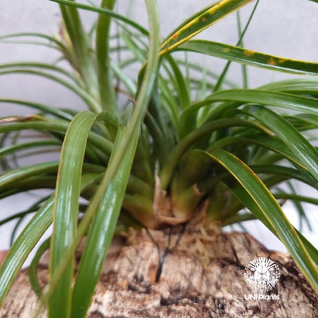 Tillandsia brachycaulos x concolor チランジア・ブラキカウロス×コンコロール Tillandsia エアープランツ エアプランツ ティランジア 着生コルクアレンジ