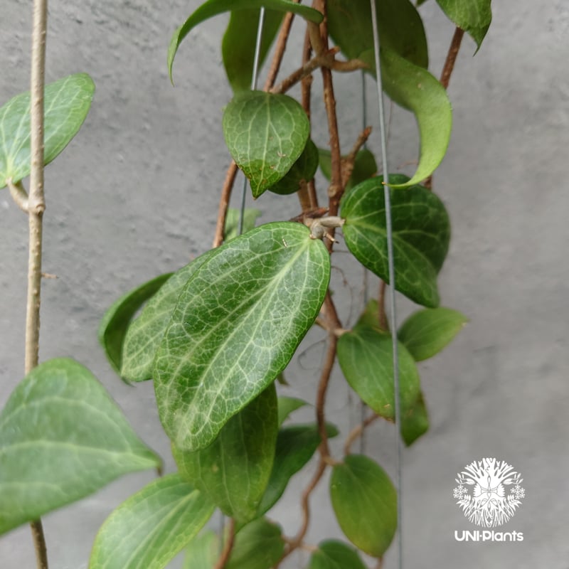 Hoya Fitchii orange flower (short leaves) ホヤフィッ