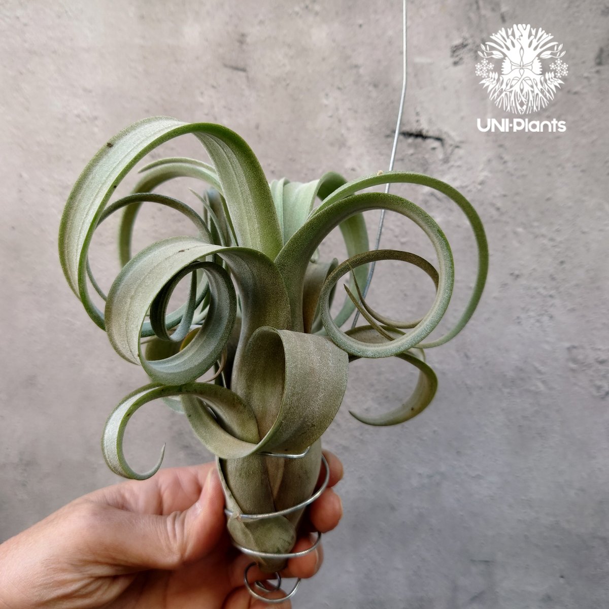 ブロメリア・エアープランツ Curly Slim x Bird Rock Elegance T5118 楽天市場】観葉植物：チランジア エアープランツ カーリースリム