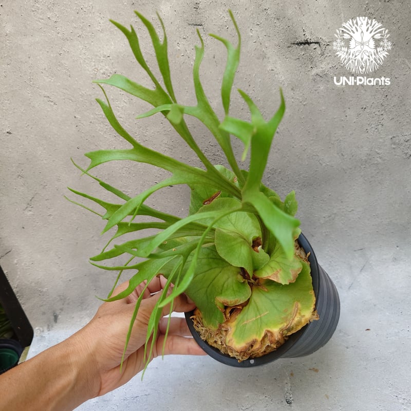 ビカクシダ キッチャクード シンリーフ Platycerium Kitshakood ビカクシダ キッチャクード シンリーフ Platycerium Kitshakood