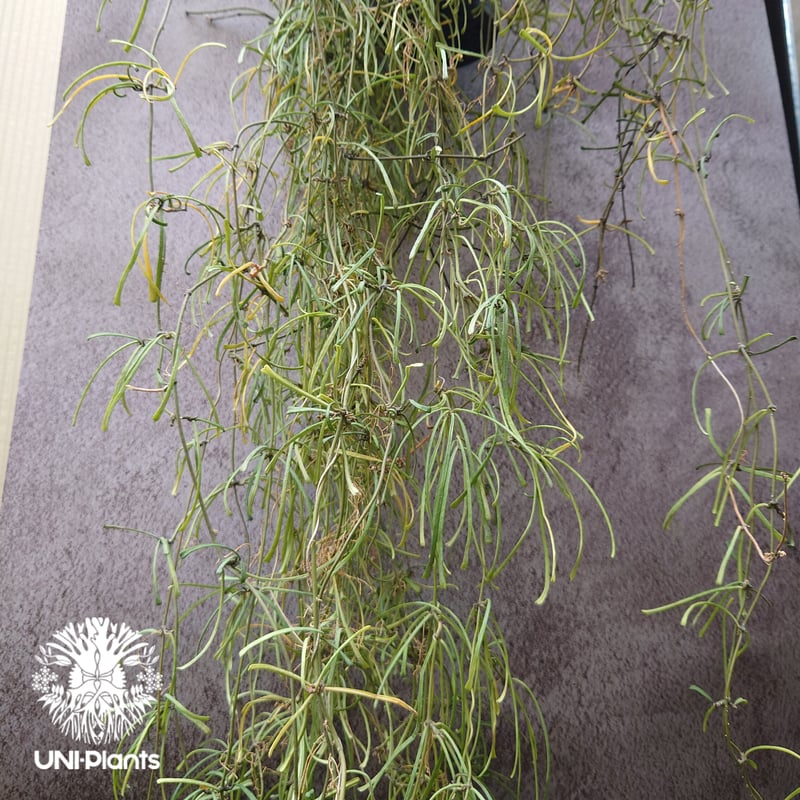 Hoya Retusa ホヤ レツーサ 大ぶりビックサイズ! ホヤ 植物 ホヤの花 観