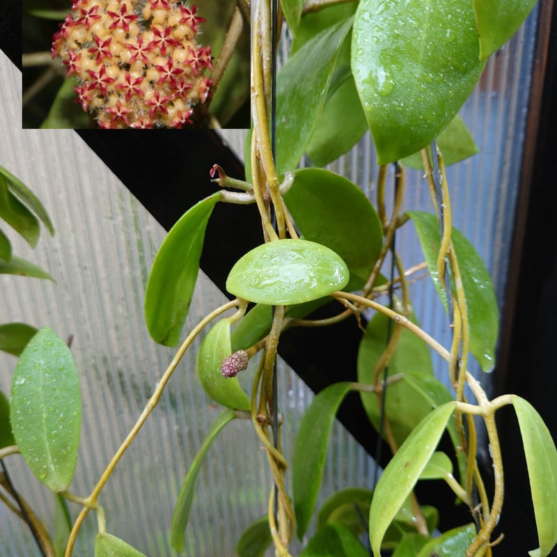 ホヤ　ミンドレンシス ホヤ ミンドレンシス 4品種販売開始 | UNI-Plants ビカクシダ