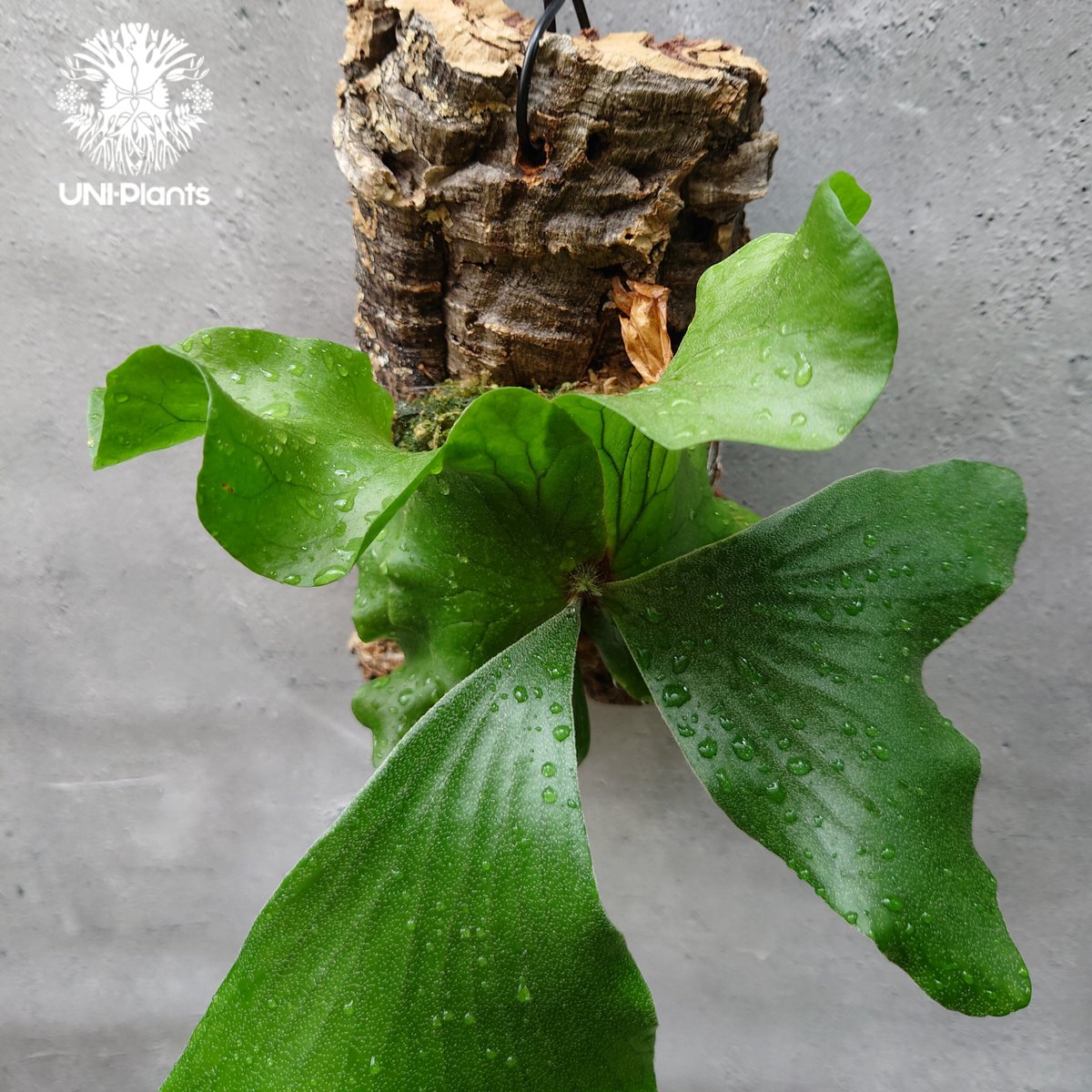 ビカクシダ エレファントティス Platycerium elephantotis コウモリラン