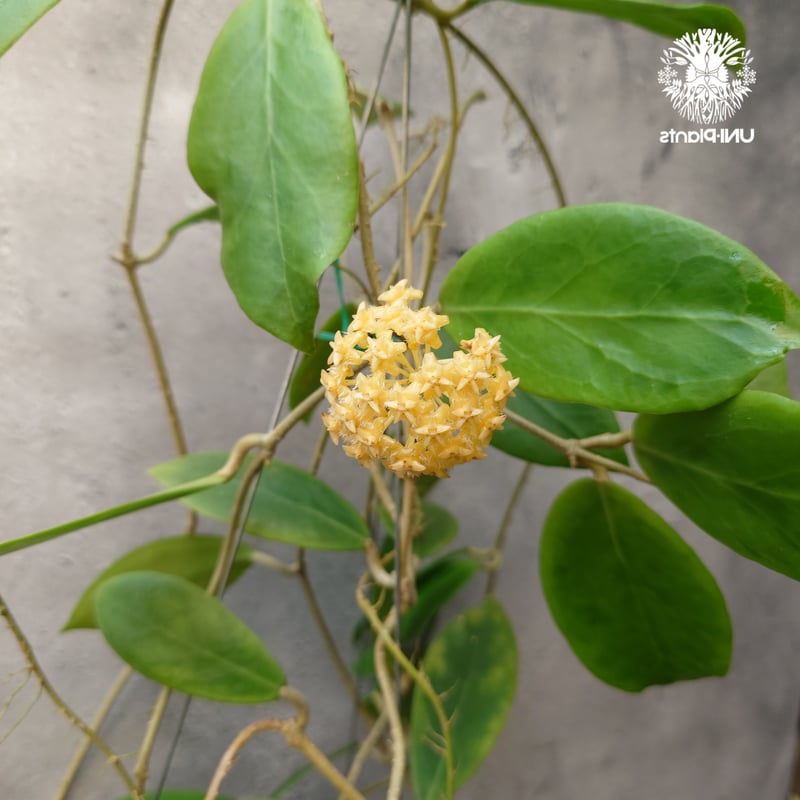 ホヤ　ミンドレンシス ホヤ ミンドレンシス パープルスター mindorensis purple star