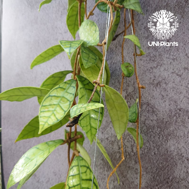 花座いっぱい! Hoya Callistophylla short leaves ホヤ カリス 花座いっぱい! Hoya Callistophylla short leaves ホヤ カリス