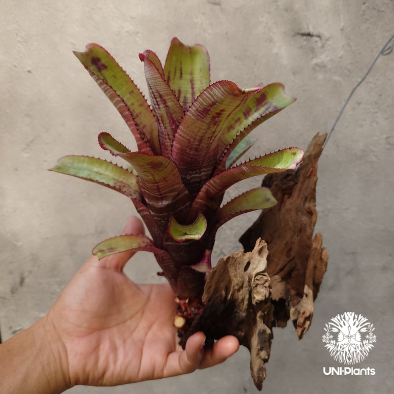 エクメア ヌディカウリス 子株付き エクメア・ヌディカウリス・クシィアヴァント Aechmea