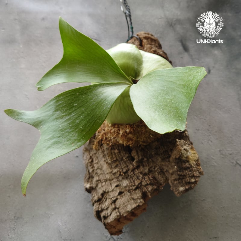 ビカクシダ エリシー Platycerium ellisii コウモリラン ビカクシダ エリシー Platycerium ellisii コウモリラン