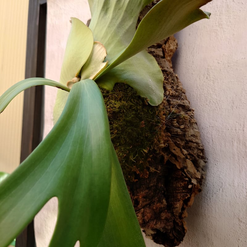 のん　ビカクシダ ウィリンキー　willinckii 観葉植物 P.willinckii(vp15) #ビカクシダ #ウィリンキー #willinckii