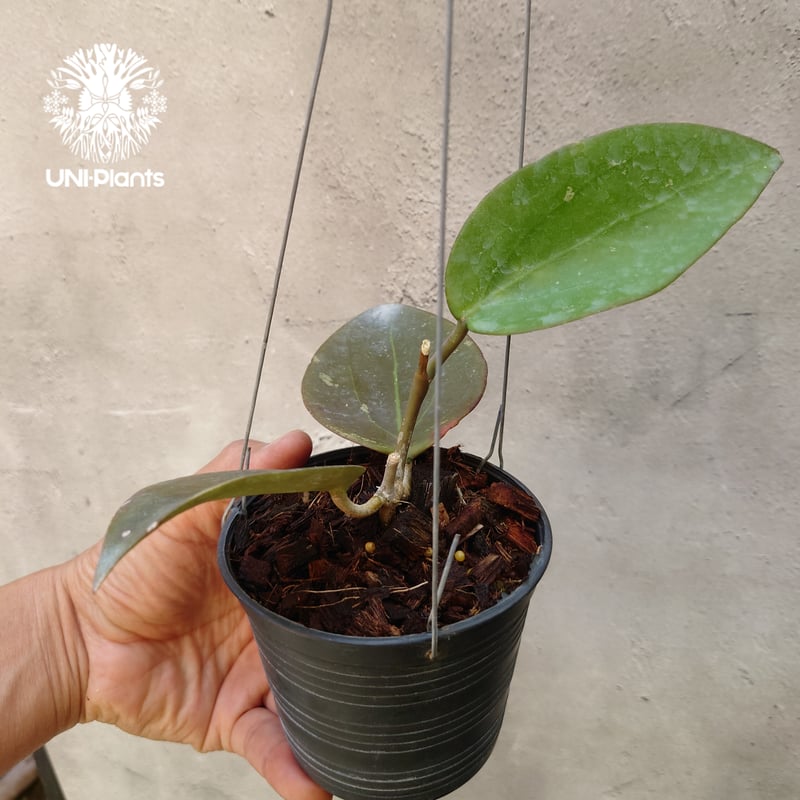 Hoya AH Black magic ホヤ AH ブラックマジック ホヤ植物 ホヤの花 希少