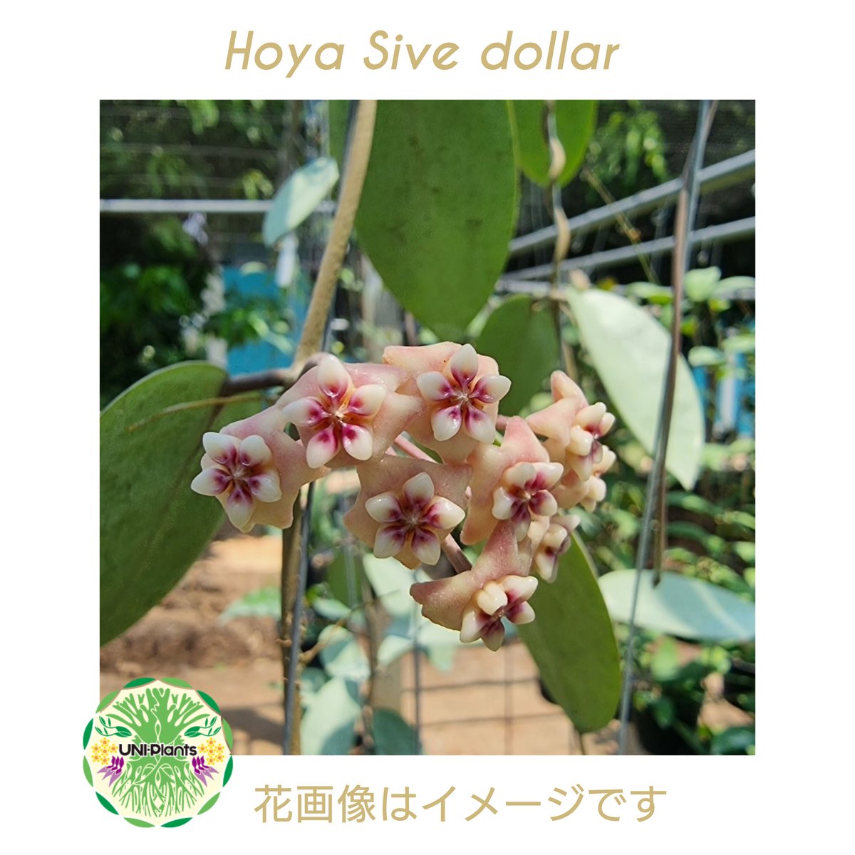Hoya Silver Dollar ホヤ　シルバーダラー 極上品 サクララン Hoya Silver dollar ホヤ シルバー ダラー ホヤ 希少 ホヤ植物