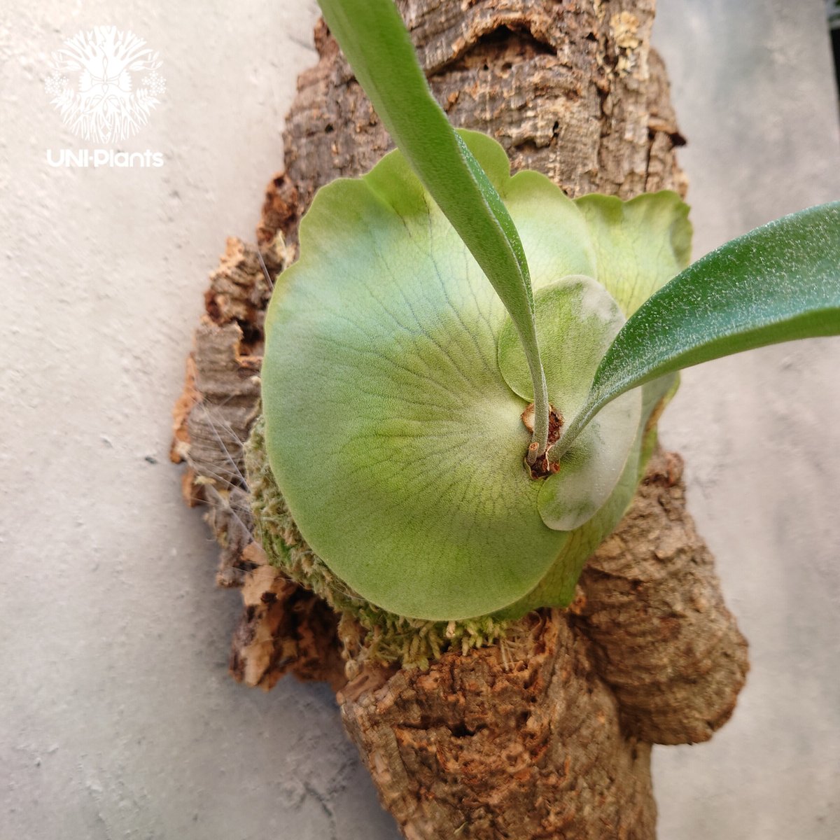 ビカクシダ ヒリー Platycerium hillii コウモリラン ビカクシダ原種