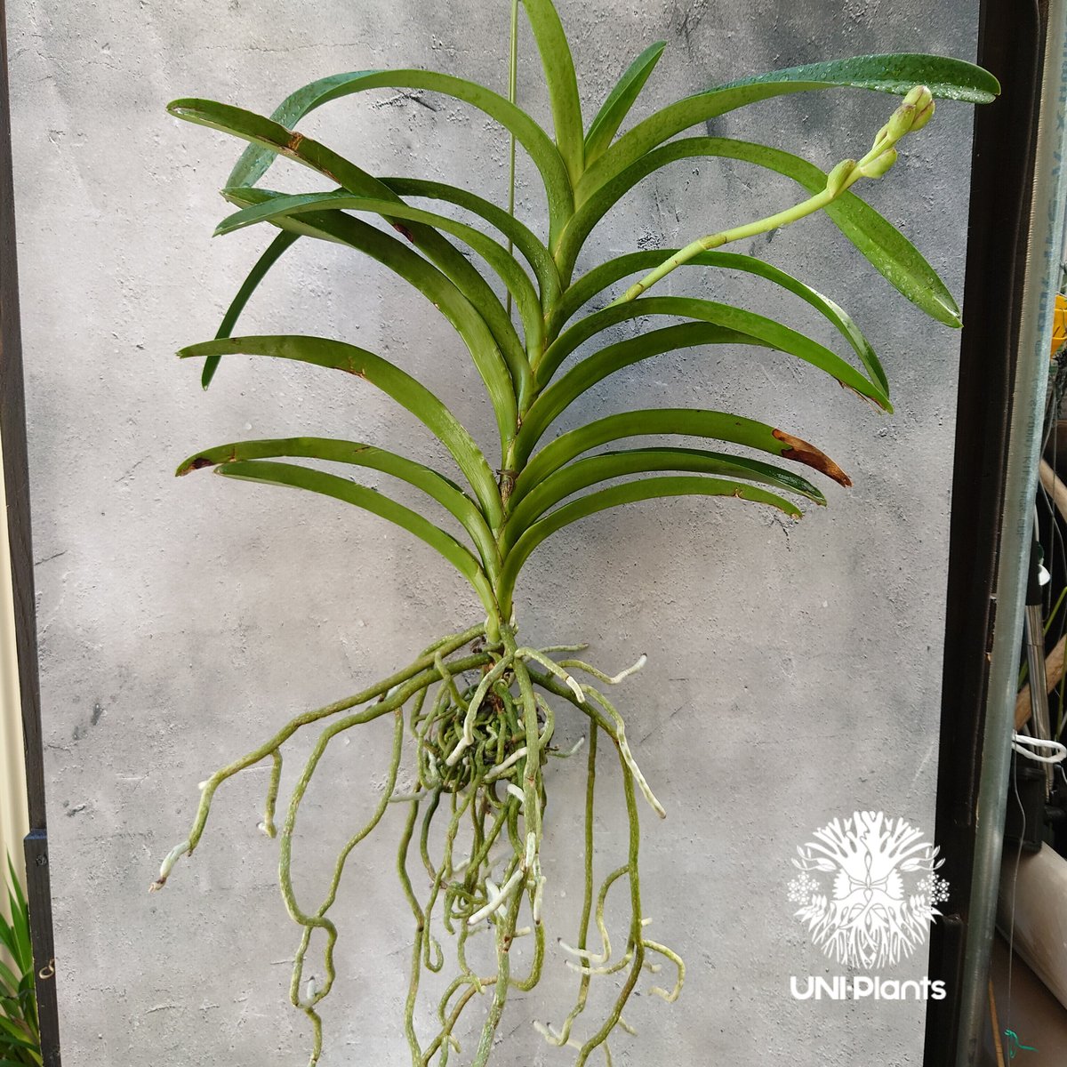 期間限定特価‼️［洋蘭原種］Vanda lamellata（実生株） Bibian 比比昂- 【NK】幻の希少原種Vanda lamellata ver