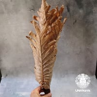 Drynaria quercifolia ドリナリア クエルシフォリア 群生  観葉植物 珍奇植物 着生植物 インテリア植物 珍しい シダ植物