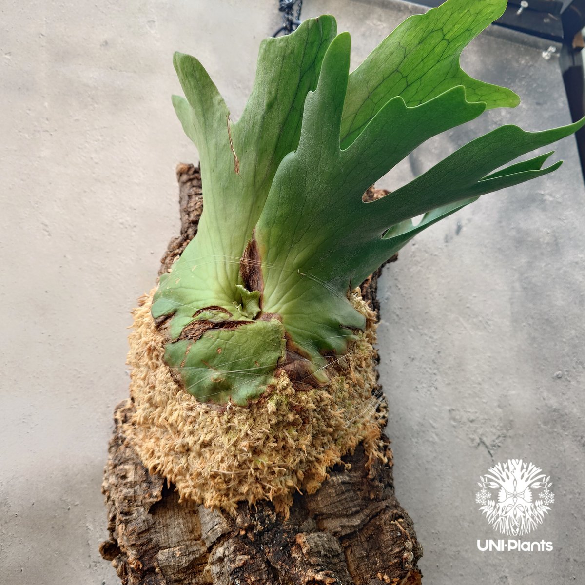 ビカクシダ　ホルタミー 初入荷! ビカクシダ ホルタミー Platycerium holttumii コウモリラン