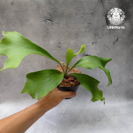 ビカクシダヒリープミラキューガーデン | STORES