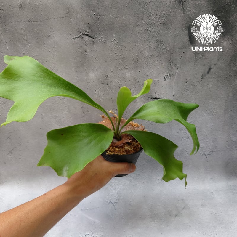 ☆P.Fujin☆風神☆Platycerium ビカクシダ コウモリラン