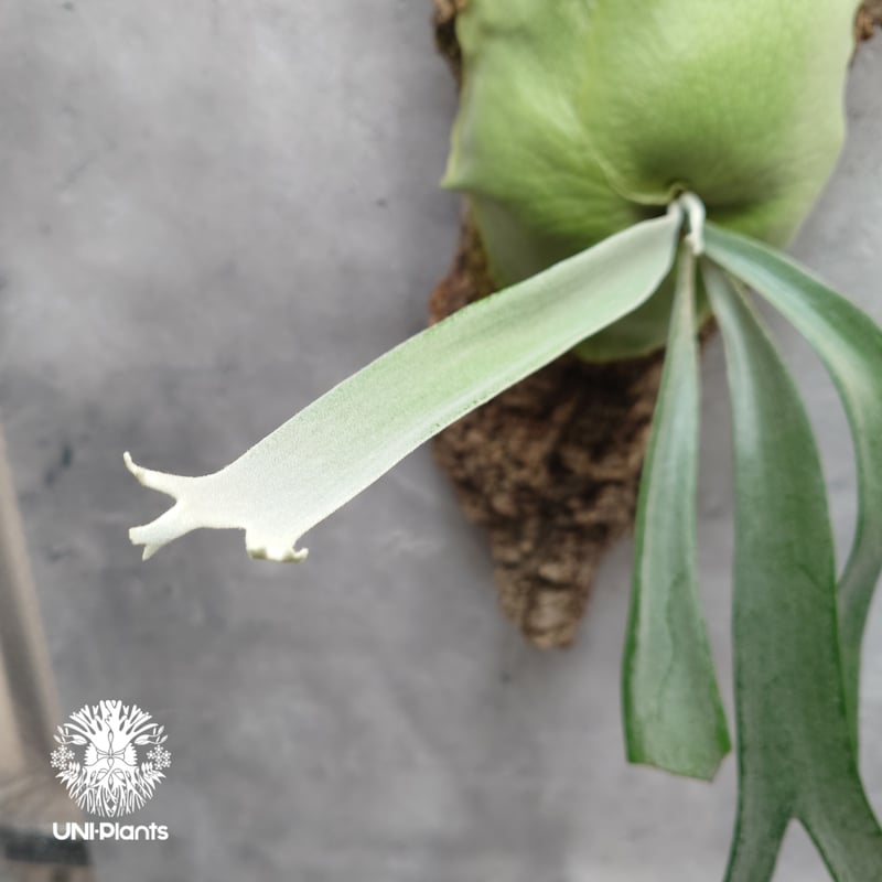 Platycerium willinckii Thin and long (pup) Tonk