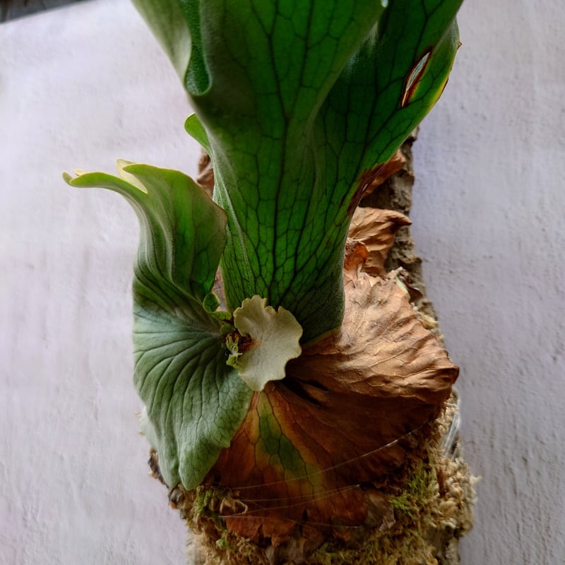 ビカクシダ ワンダエ Platycerium wandae コウモリラン