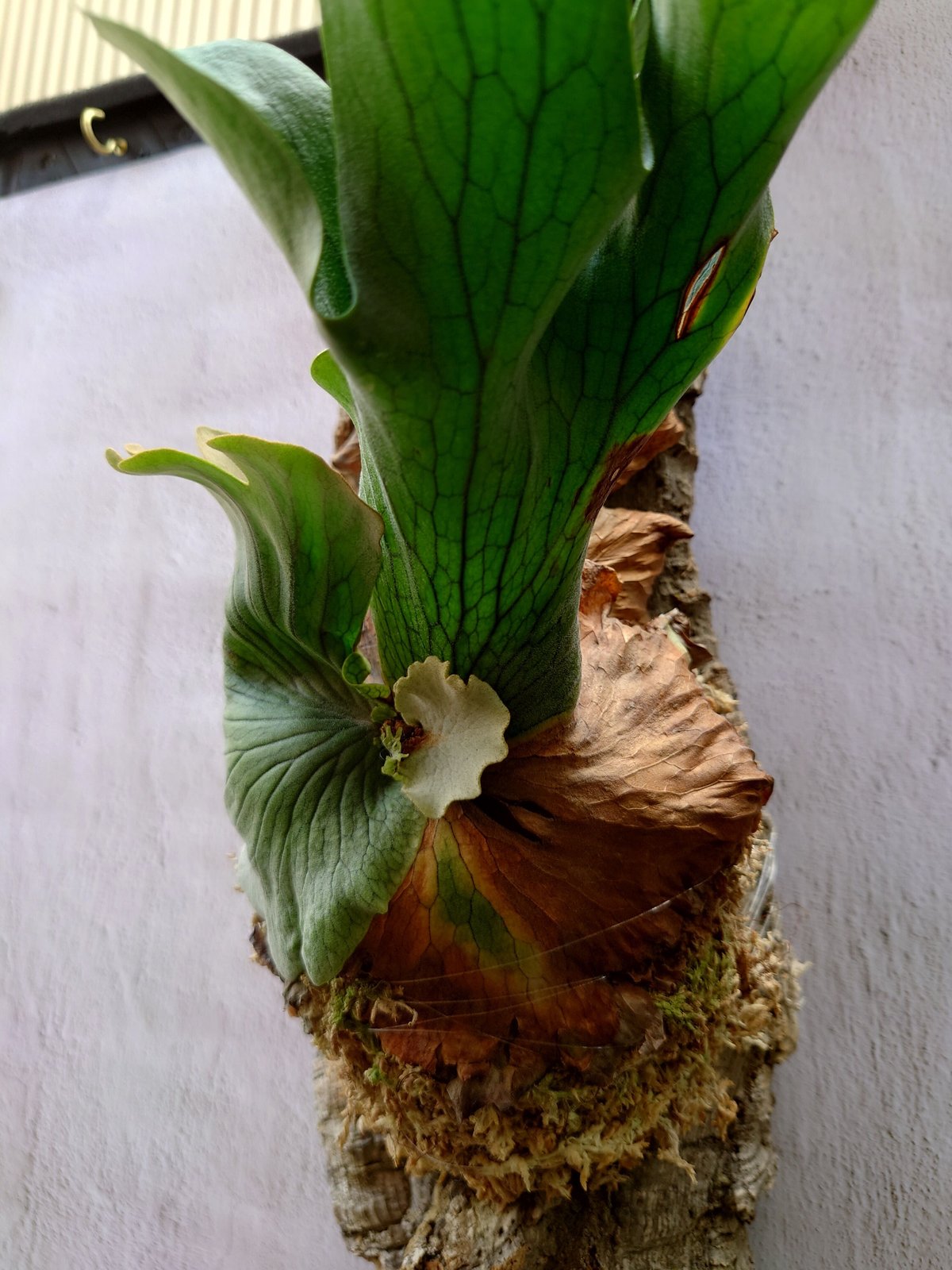 初上陸」ビカクシダワンダエwandae'High Finger