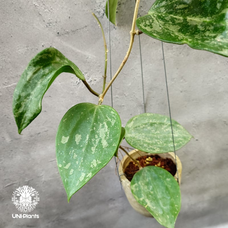 レア　ホヤ　Hoya latifolia ' Queen'サクララン レア ホヤ Hoya latifolia ' Queen'サクララン レア ホヤ Hoya