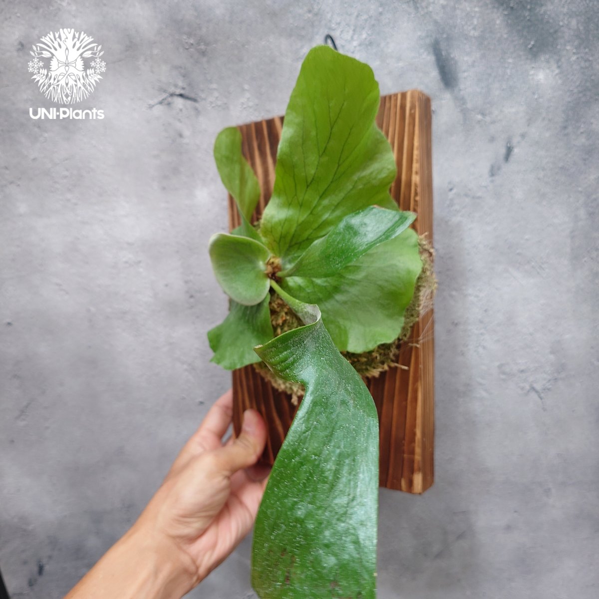 Pステマリア ビカクシダ ステマリア Platycerium stemaria ビカクシダ原種 シダ植物