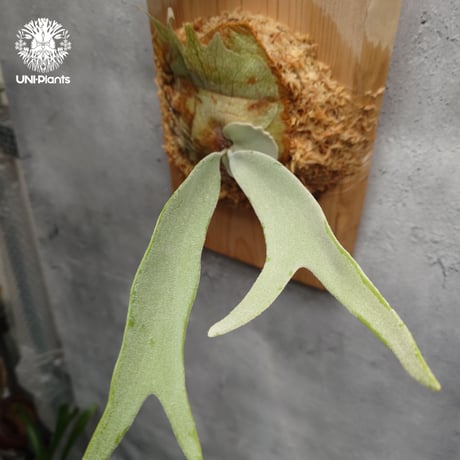 Platycerium pewchan compact ビカクシダ ピューチャン コンパクト ビカクシダウィリンキー×ビカクシダシルバーフロンド