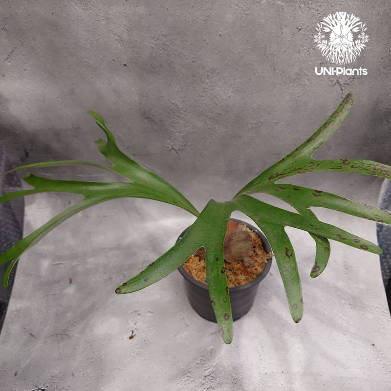 ︎︎︎︎☑︎P.alcicorne Madagascar Dwarf OC ビカクシダ 【公式通販】