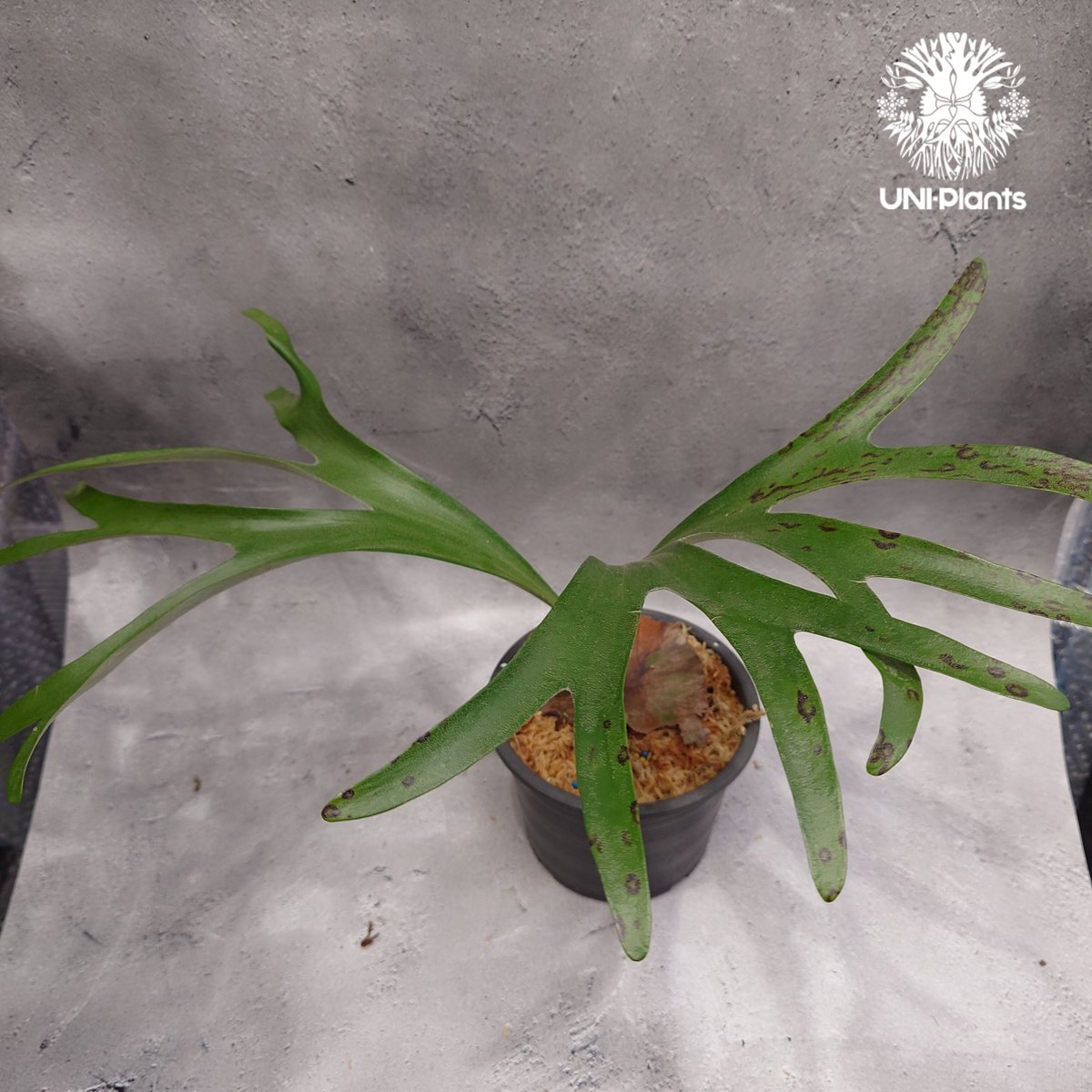 【hinanami】P.alcicorne Madagascar Platycerium alcicorne - Wikipedia