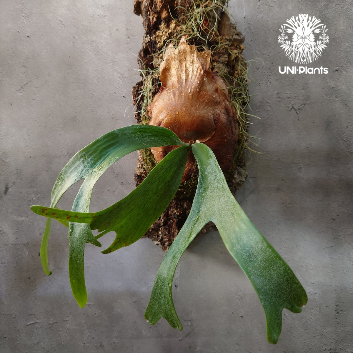 Platycerium willinckii cv.Zion ビカクシダ ウィリンキーcv.ジ