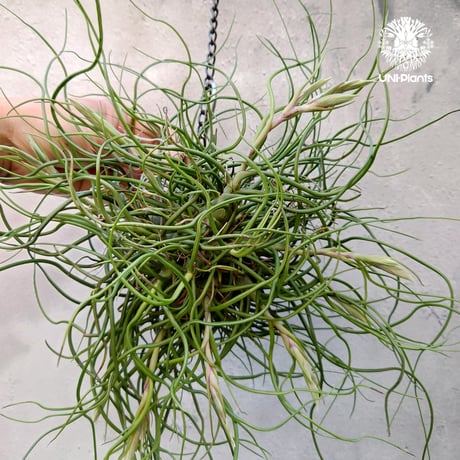 Tillandsia bulbosa チランジア ブルボーサ 大株 インテリア植物 エアープランツ エアプランツ