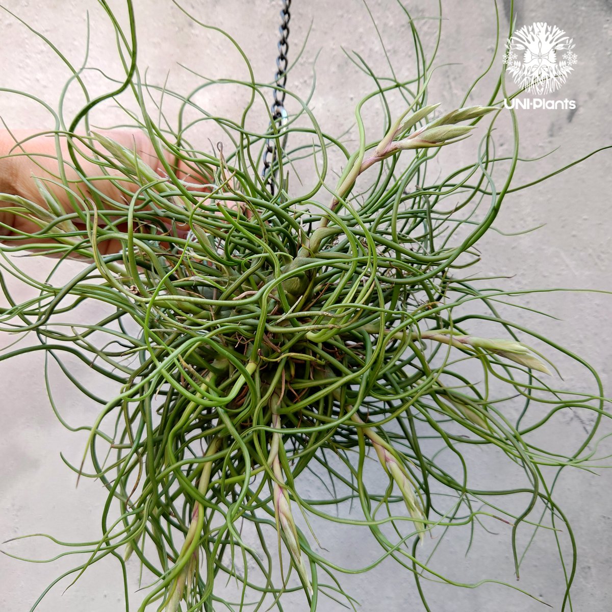 Tillandsia bulbosa チランジア ブルボーサ 大株 インテリア植物