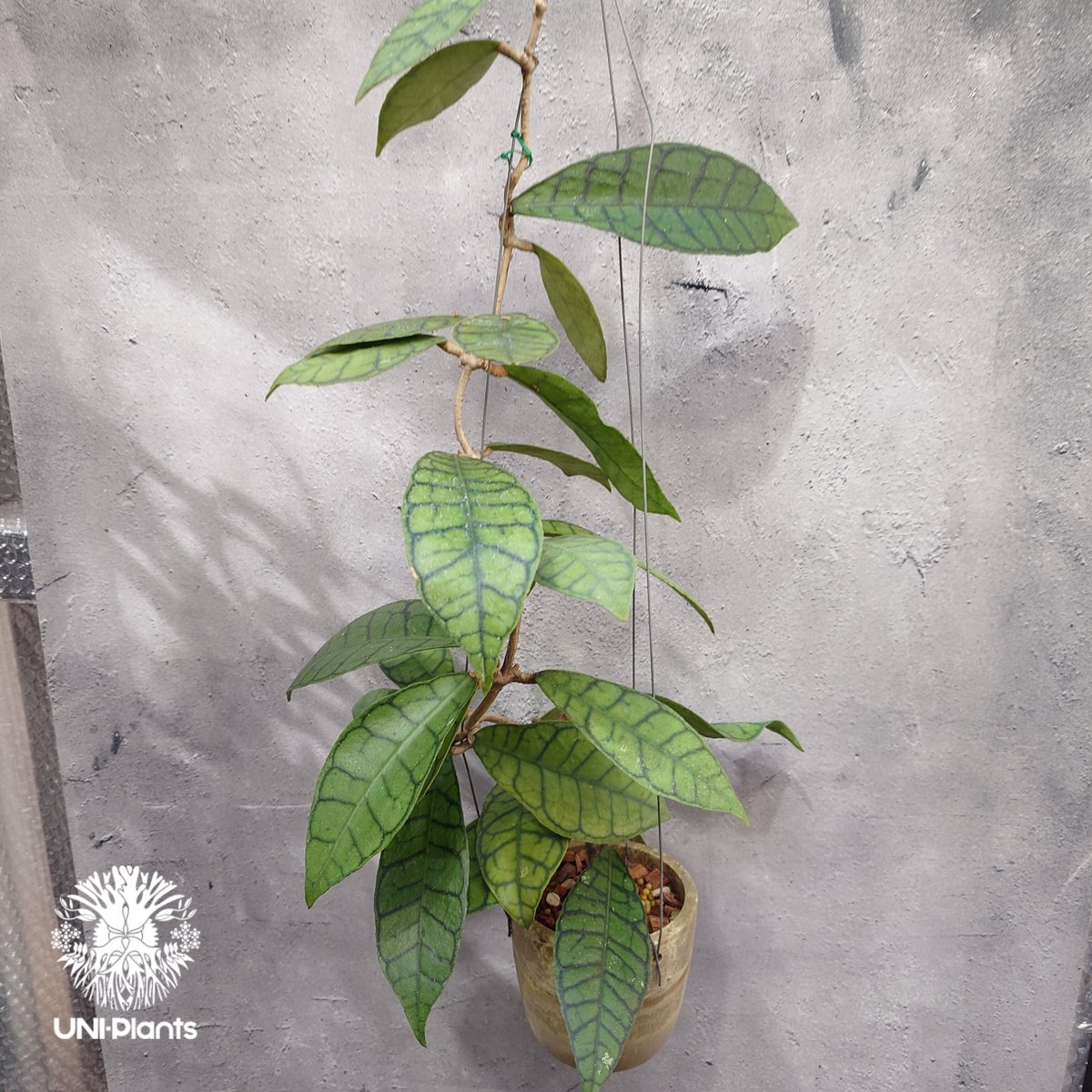 ホヤ カリストフィラ Hoya callistophylla Hoya plants ホヤ植