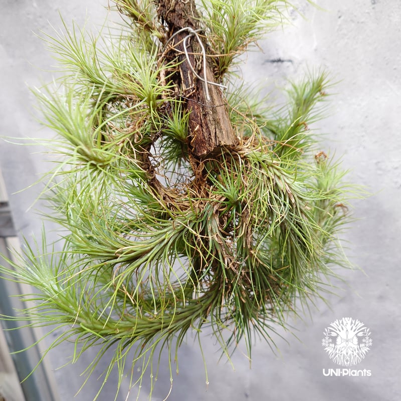 Tillandsia funckiana large form ティランジア チランジア・フン