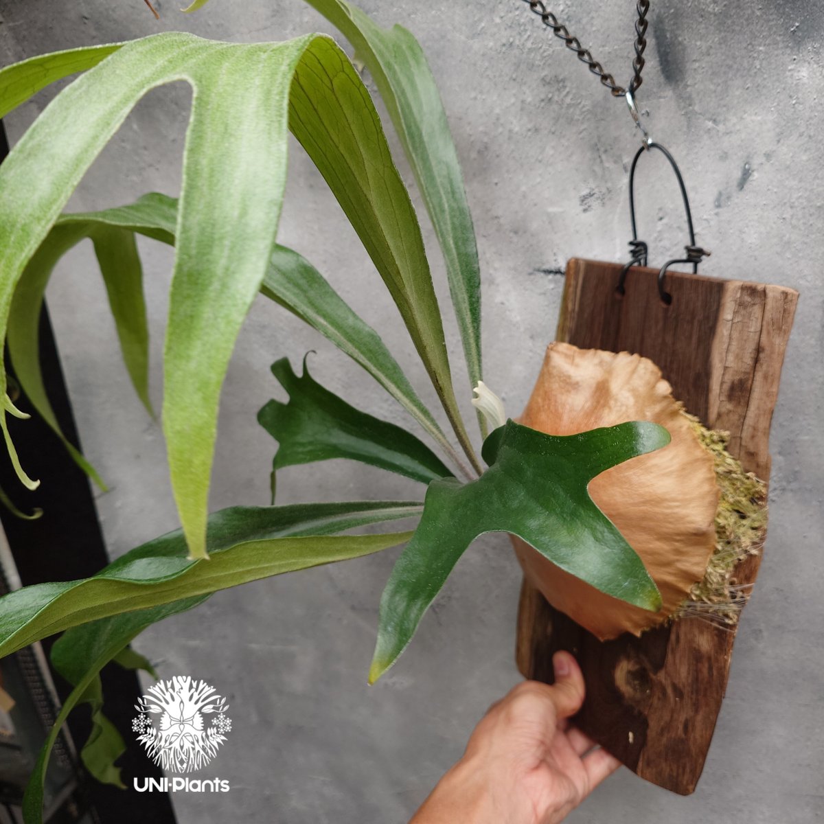 Platycerium P.hillii 'pao pao' × 'Mt Lewis 'Tr