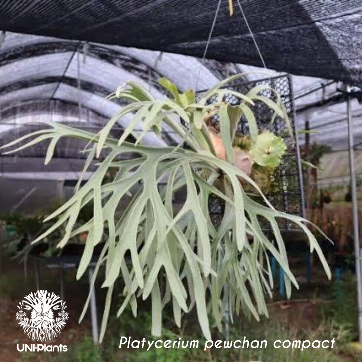 ビカクシダ Platycerium Pewchan Platycerium pewchan compact ビカクシダ ピューチャン コンパクト