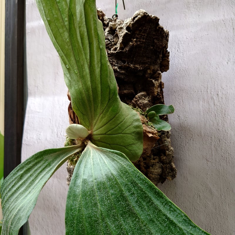 ビカクシダ エレファントティス子株付き Platycerium