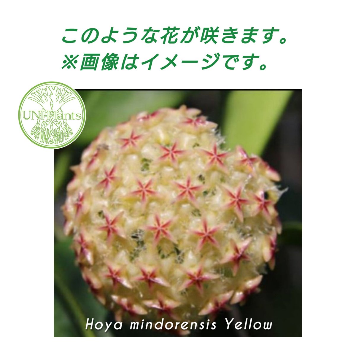 ホヤ　ミンドレンシス 植物販売】兵庫県宝塚市㈱陽春園植物場ネット販売 ホヤ