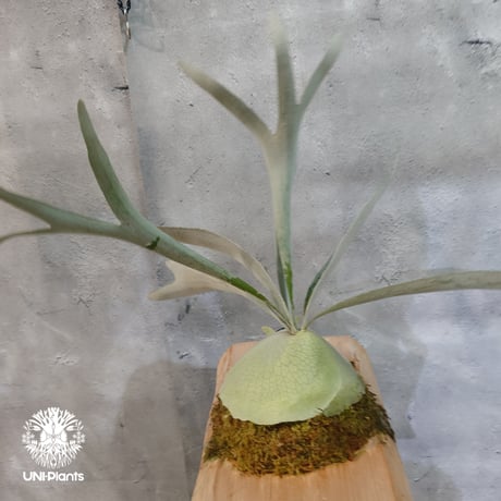 【国内繁殖株・一点物】Patycerium veitchii wild | ビカクシダ ベイチー ワイルド | ビカクシダ原種 | ビカクシダ板付け ビカクシダビーチ